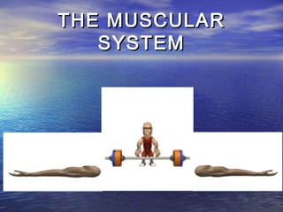 THE MUSCULAR
   SYSTEM
 