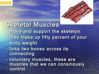 back




  Skeletal Muscles
  - move and support the skeleton
  - they make up fifty percent of your
    body weight
  - links two bones across its
    connecting
  - voluntary muscles, these are
    muscles that we can consciously
    control
 