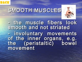 back

   SMOOTH MUSCLES

   - the muscle fibers look
   smooth and not striated
   - involuntary movements
   of the inner organs, e.g.
   the   (peristaltic) bowel
   movement
 