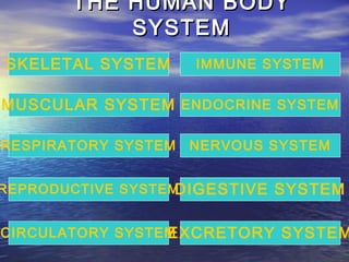 THE HUMAN BODY
           SYSTEM
SKELETAL SYSTEM      IMMUNE SYSTEM


MUSCULAR SYSTEM ENDOCRINE SYSTEM

RESPIRATORY SYSTEM   NERVOUS SYSTEM


REPRODUCTIVE SYSTEMDIGESTIVE SYSTEM

                 EXCRETORY SYSTEM
CIRCULATORY SYSTEM
 