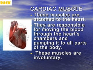 back
       CARDIAC MUSCLE
       - These muscles are
           attached to the heart.
       -   They are responsible
           for moving the blood
           through the heart's
           chambers and
           pumping it to all parts
           of the body.
       -    These muscles are
           involuntary.
 