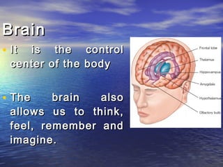 Brain
• It is the control
  center of the body


• The     brain  also
  allows us to think,
  feel, remember and
  imagine.
 