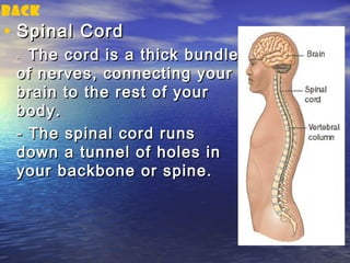 back
• Spinal Cord
 - The cord is a thick bundle
 of nerves, connecting your
 brain to the rest of your
 body.
 - The spinal cord runs
 down a tunnel of holes in
 your backbone or spine.
 