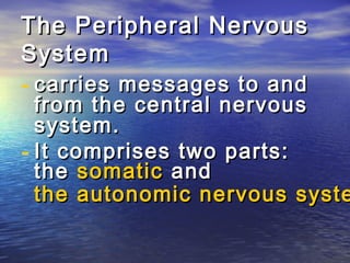 The Peripheral Nervous
System
- carries messages to and
  from the central nervous
  system.
- It comprises two parts:
  the somatic and
  the autonomic nervous syste
 