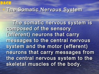 back
• The Somatic Nervous System

     The somatic nervous system is
  composed of the sensory
  (afferent) neurons that carry
  messages to the central nervous
  system and the motor (efferent)
  neurons that carry messages from
  the central nervous system to the
  skeletal muscles of the body.
 