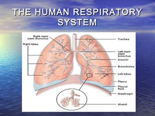 THE HUMAN RESPIRATORY
       SYSTEM
 