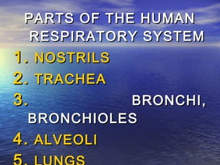 PARTS OF THE HUMAN
  RESPIRATORY SYSTEM
1. NOSTRILS
2. TRACHEA
3.         BRONCHI,
 BRONCHIOLES
4. ALVEOLI
 