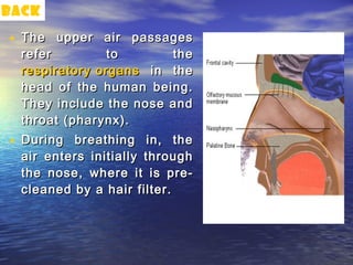 back

• The upper air passages
  refer         to      the
  respiratory organs in the
  head of the human being.
  They include the nose and
  throat (pharynx).
• During breathing in, the
  air enters initially through
  the nose, where it is pre-
  cleaned by a hair filter.
 