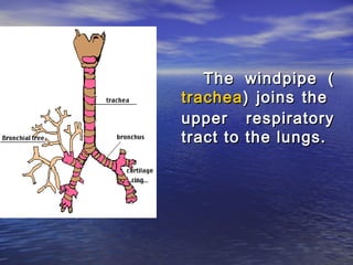 The windpipe (
trachea ) joins the
upper respiratory
tract to the lungs.
 