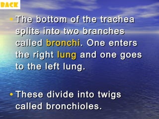 back

  • The bottom of the trachea
   splits into two branches
   called bronchi . One enters
   the right lung and one goes
   to the left lung.


  • These divide into twigs
   called bronchioles.
 