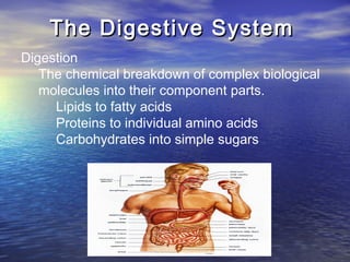 The Digestive System
Digestion
   The chemical breakdown of complex biological
   molecules into their component parts.
     Lipids to fatty acids
     Proteins to individual amino acids
     Carbohydrates into simple sugars
 