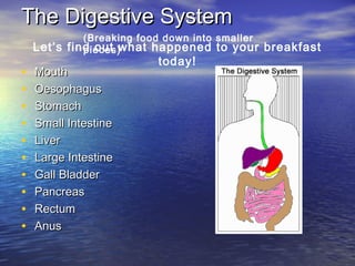 The Digestive System
             (Breaking food down into smaller
    Let’s find out what happened to your breakfast
             pieces)
                        today!
•   Mouth
•   Oesophagus
•   Stomach
•   Small Intestine
•   Liver
•   Large Intestine
•   Gall Bladder
•   Pancreas
•   Rectum
•   Anus
 