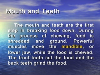 Mouth and Teeth

   The mouth and teeth are the first
step in breaking food down. During
the process of chewing, food is
shredded and ground. Powerful
muscles move the mandible , or
lower jaw, while the food is chewed.
The front teeth cut the food and the
back teeth grind the food.
 