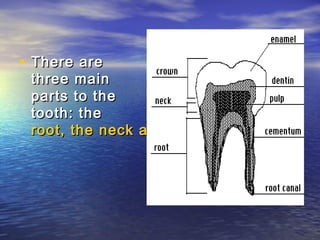 • There are
 three main
 parts to the
 tooth: the
 root, the neck and the crown.
 