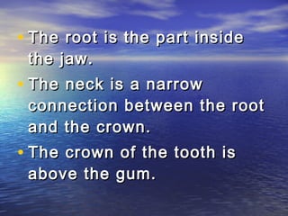 • The root is the part inside
 the jaw.
• The neck is a narrow
 connection between the root
 and the crown.
• The crown of the tooth is
 above the gum.
 
