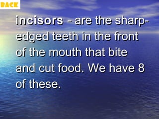 back

   incisors - are the sharp-
   edged teeth in the front
   of the mouth that bite
   and cut food. We have 8
   of these.
 