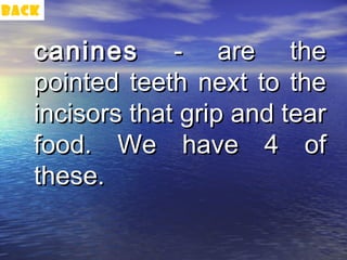 back


   canines - are the
   pointed teeth next to the
   incisors that grip and tear
   food. We have 4 of
   these.
 