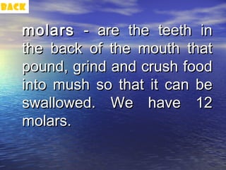 back

   molars - are the teeth in
   the back of the mouth that
   pound, grind and crush food
   into mush so that it can be
   swallowed. We have 12
   molars.
 