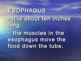 ESOPHAGUS
- it is about ten inches
long.
– the muscles in the
esophagus move the
food down the tube.
 