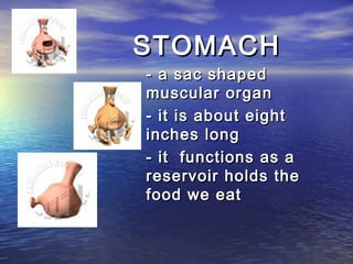 STOMACH
- a sac shaped
muscular organ
- it is about eight
inches long
- it functions as a
reservoir holds the
food we eat
 