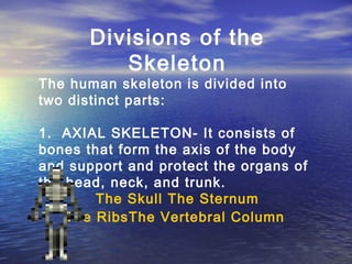 Divisions of the
          Skeleton
The human skeleton is divided into
two distinct parts:

1. AXIAL SKELETON- It consists of
bones that form the axis of the body
and support and protect the organs of
the head, neck, and trunk.
        The Skull The Sternum
    The RibsThe Vertebral Column
 