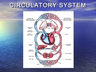 CIRCULATORY SYSTEM
 
