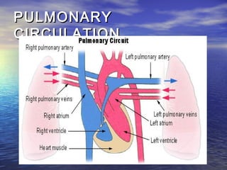 PULMONARY
CIRCULATION
 