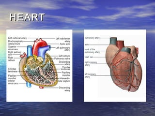 HEART
 