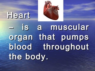 Heart
– is a muscular
organ that pumps
blood throughout
the body.
 