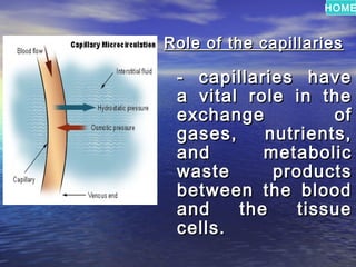 HOME


Role of the capillaries

 - capillaries have
 a vital role in the
 exchange          of
 gases,    nutrients,
 and       metabolic
 waste      products
 between the blood
 and    the    tissue
 cells.
 