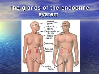 The glands of the endocrine
         system
 