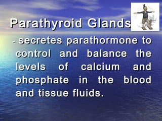 Parathyroid Glands
-    secretes parathormone to
    control and balance the
    levels of calcium and
    phosphate in the blood
    and tissue fluids.
 