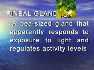 PINEAL GLAND
-A pea-sized gland that
apparently responds to
exposure to light and
regulates activity levels
 