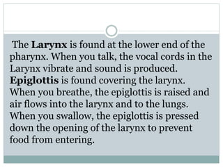 The Larynx is found at the lower end of the
pharynx. When you talk, the vocal cords in the
Larynx vibrate and sound is produced.
Epiglottis is found covering the larynx.
When you breathe, the epiglottis is raised and
air flows into the larynx and to the lungs.
When you swallow, the epiglottis is pressed
down the opening of the larynx to prevent
food from entering.
 