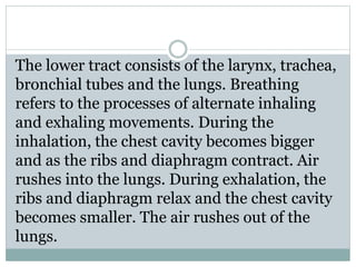 The lower tract consists of the larynx, trachea,
bronchial tubes and the lungs. Breathing
refers to the processes of alternate inhaling
and exhaling movements. During the
inhalation, the chest cavity becomes bigger
and as the ribs and diaphragm contract. Air
rushes into the lungs. During exhalation, the
ribs and diaphragm relax and the chest cavity
becomes smaller. The air rushes out of the
lungs.
 