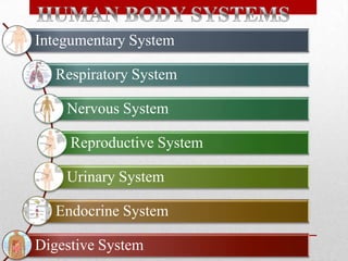 The human body systems - ppt by Janella Yecyec | PPTX