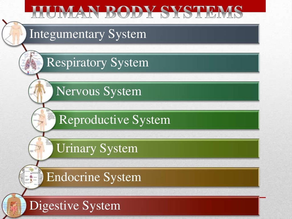 The human body systems ppt by Janella Yecyec