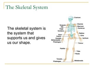 The Skeletal System
The skeletal system is
the system that
supports us and gives
us our shape.
 