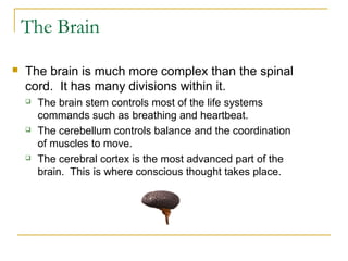 The Brain
 The brain is much more complex than the spinal
cord. It has many divisions within it.
 The brain stem controls most of the life systems
commands such as breathing and heartbeat.
 The cerebellum controls balance and the coordination
of muscles to move.
 The cerebral cortex is the most advanced part of the
brain. This is where conscious thought takes place.
 