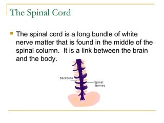 The Spinal Cord
 The spinal cord is a long bundle of white
nerve matter that is found in the middle of the
spinal column. It is a link between the brain
and the body.
 