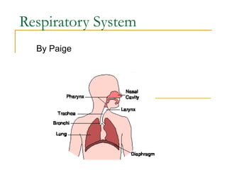 Respiratory System
By Paige
 