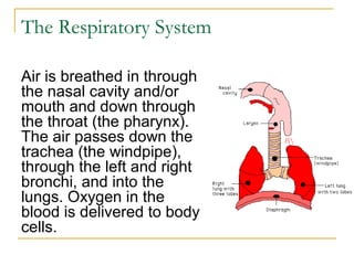 The Respiratory System
Air is breathed in through
the nasal cavity and/or
mouth and down through
the throat (the pharynx).
The air passes down the
trachea (the windpipe),
through the left and right
bronchi, and into the
lungs. Oxygen in the
blood is delivered to body
cells.
 