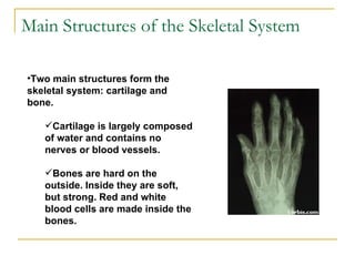 Main Structures of the Skeletal System Two main structures form the skeletal system: cartilage and bone.   Cartilage is largely composed of water and contains no nerves or blood vessels.   Bones are hard on the outside. Inside they are soft, but strong. Red and white blood cells are made inside the bones.  