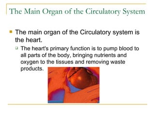 The Main Organ of the Circulatory System The main organ of the Circulatory system is the heart. The heart's primary function is to pump blood to all parts of the body, bringing nutrients and oxygen to the tissues and removing waste products. 