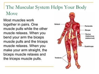 The Muscular System Helps Your Body Move Most muscles work together in pairs. One  muscle pulls while the other muscle relaxes. When you bend your arm the biceps muscle pulls and the triceps muscle relaxes. When you make your arm straight, the biceps muscle relaxes and the triceps muscle pulls. 