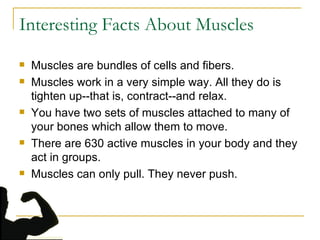 Interesting Facts About Muscles Muscles are bundles of cells and fibers.  Muscles work in a very simple way. All they do is tighten up--that is, contract--and relax.  You have two sets of muscles attached to many of your bones which allow them to move.  There are 630 active muscles in your body and they act in groups.  Muscles can only pull. They never push.  