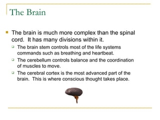 The Brain  The brain is much more complex than the spinal cord.  It has many divisions within it.   The brain stem controls most of the life systems commands such as breathing and heartbeat.   The cerebellum controls balance and the coordination of muscles to move.  The cerebral cortex is the most advanced part of the brain.  This is where conscious thought takes place. 