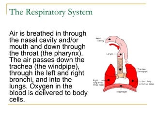 The Respiratory System Air is breathed in through the nasal cavity and/or mouth and down through the throat (the pharynx).   The air passes down the trachea (the windpipe), through the left and right bronchi, and into the lungs. Oxygen in the blood is delivered to body cells.  