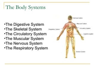 The Body Systems The Digestive System The Skeletal System The Circulatory System The Muscular System The Nervous System The Respiratory System 