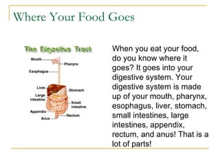 Where Your Food Goes When you eat your food, do you know where it goes? It goes into your digestive system. Your digestive system is made up of your mouth, pharynx, esophagus, liver, stomach, small intestines, large intestines, appendix, rectum, and anus! That is a lot of parts! 